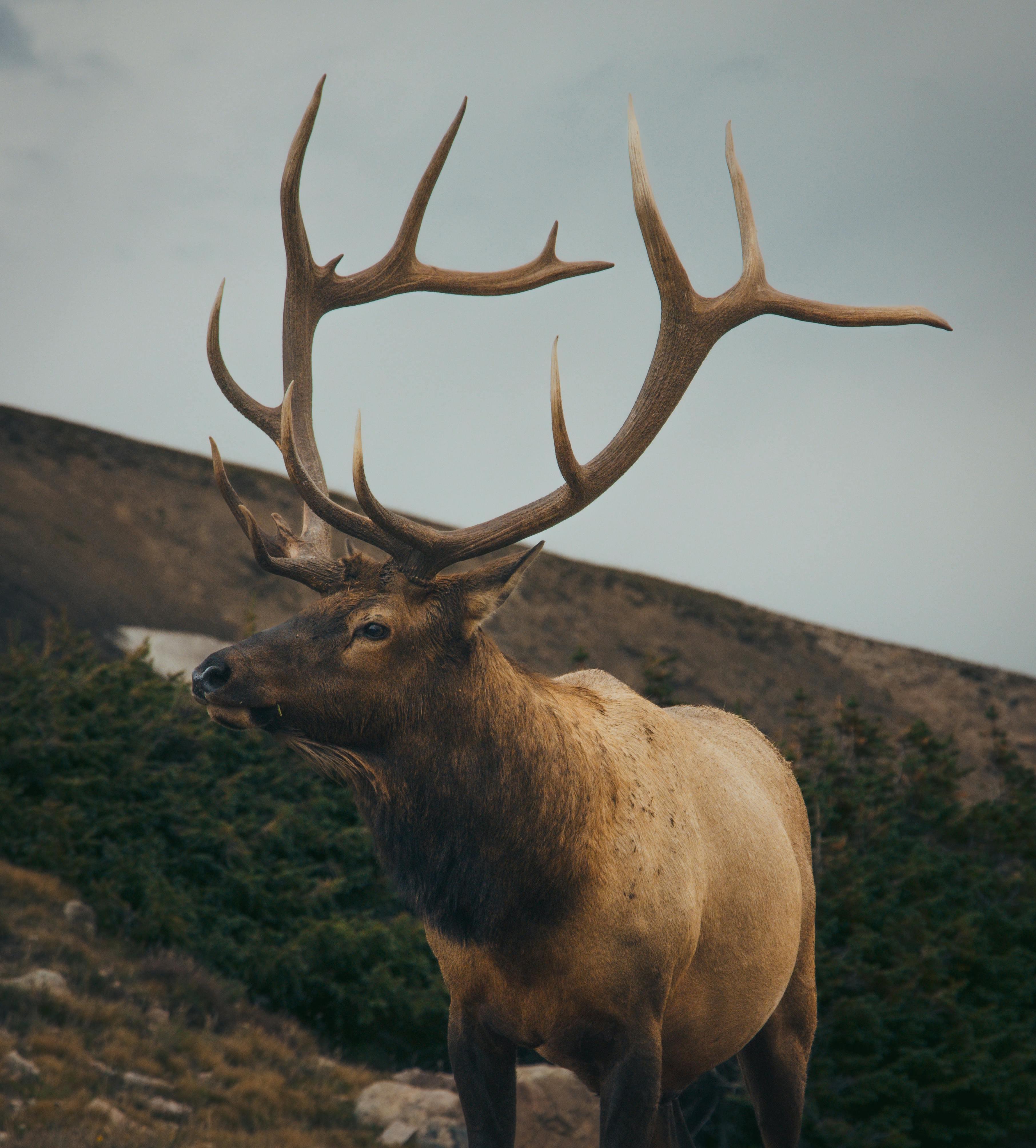 A bull elk standing on a Colorado mountainside at dusk.